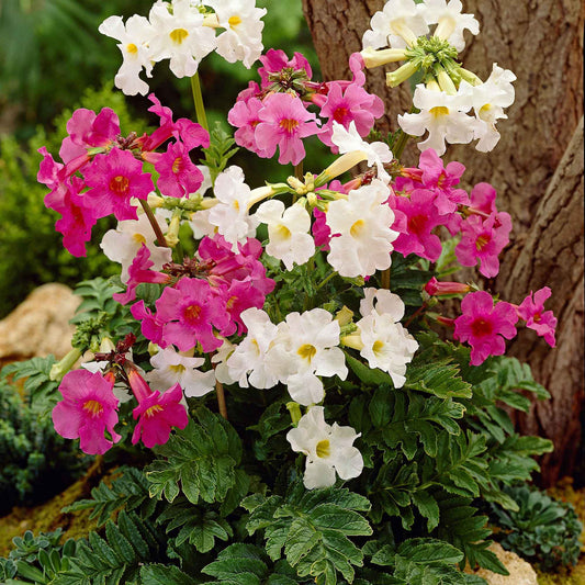 Gloxinia Mix (x4) - Incarvillea delavayi - Tuinplanten