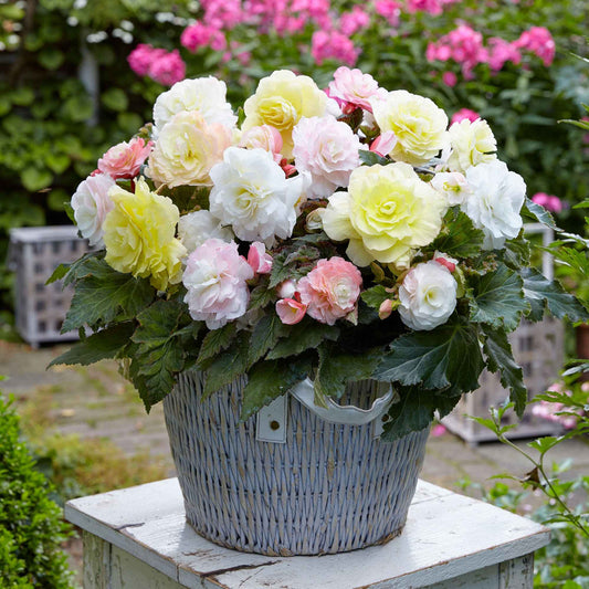 Knolbegonia Mix 'Wummi' (x4) - Bakker