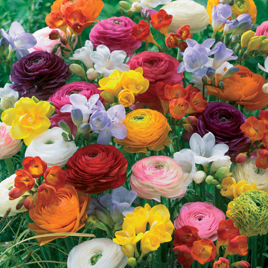 Bloembollen Mix Freesia en Ranonkel (x20) - Bakker