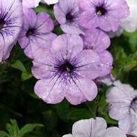 Petunia 'Lavender Sky' (x3) - Petunia lavender sky - Terras- en balkonplanten