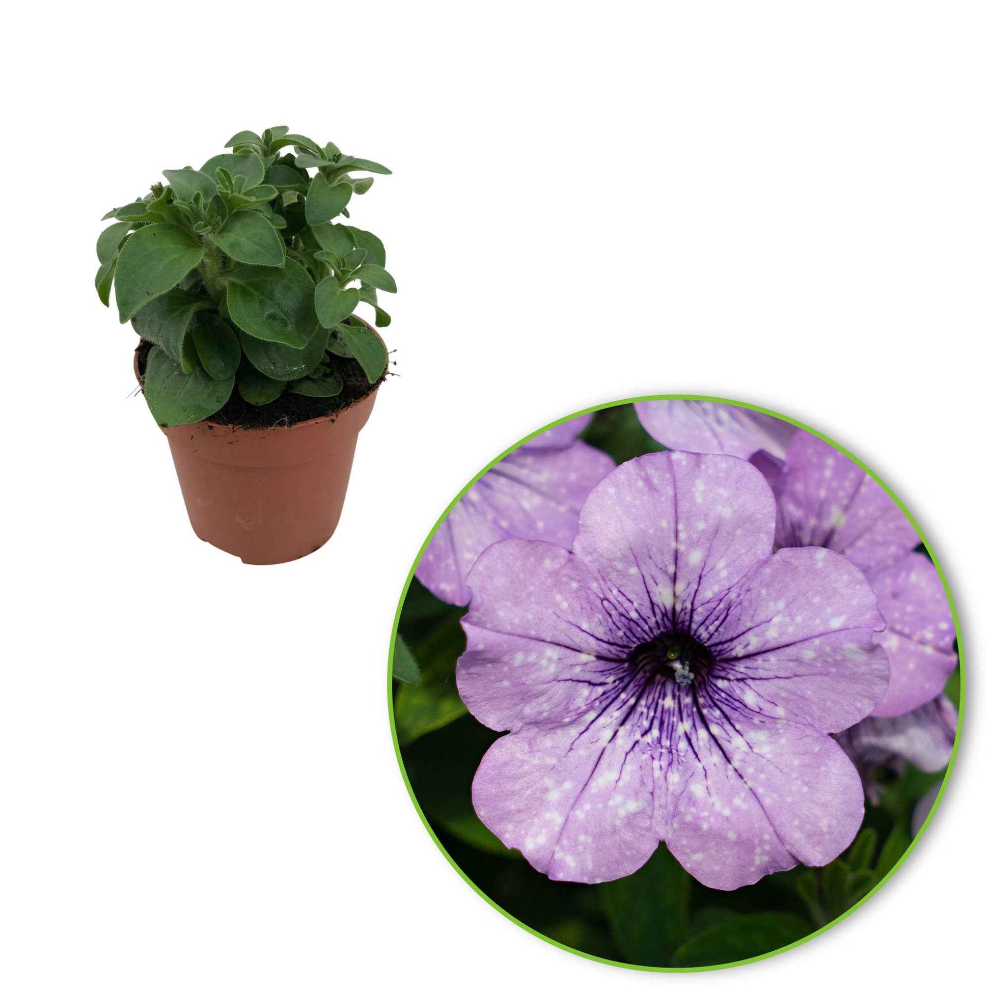 Petunia 'Lavender Sky' (x3) - Petunia lavender sky - Perkplanten