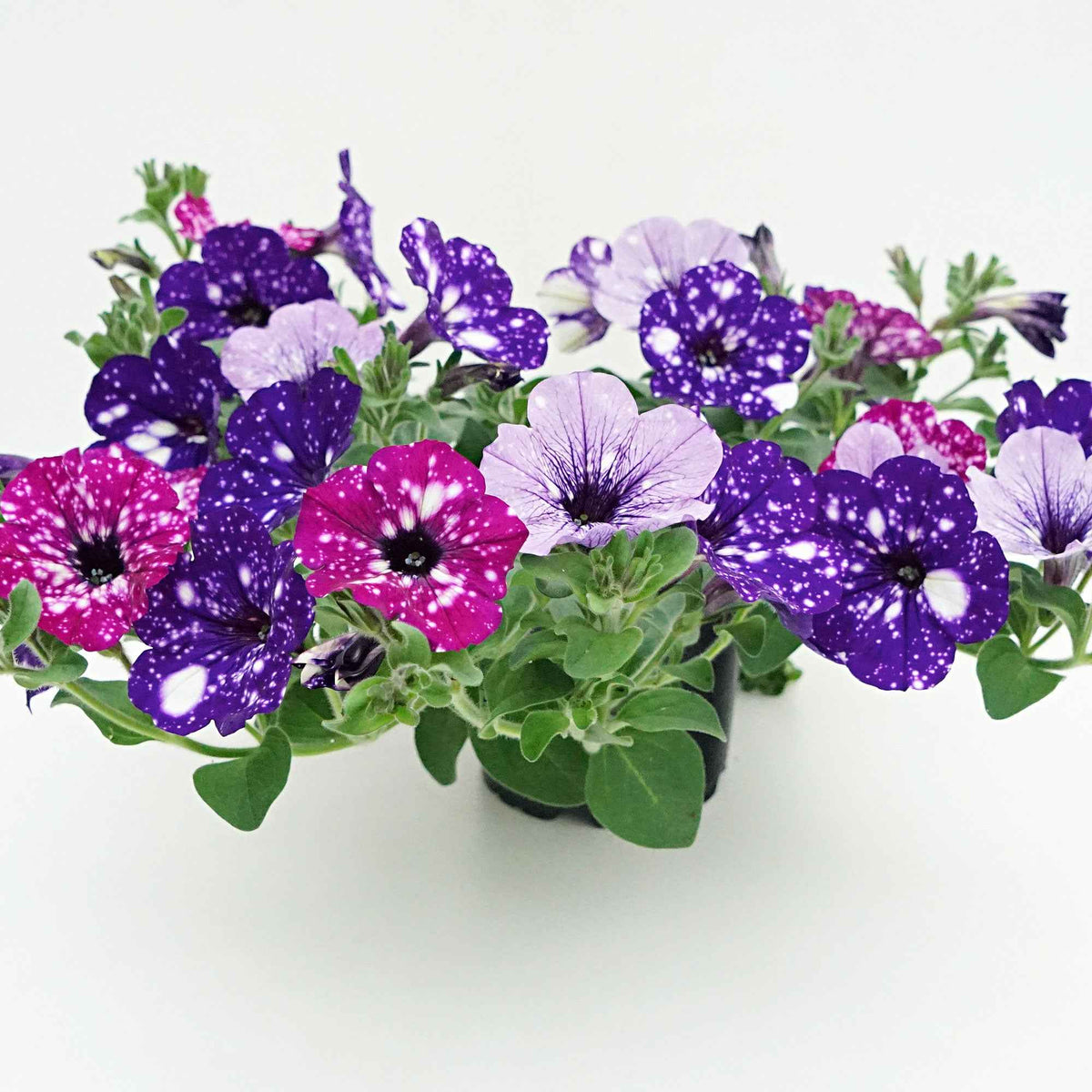 Petunia (x6) - Bakker