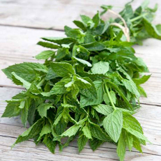 Groene munt - Mentha spicata crispa - Moestuin