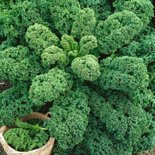 Boerenkool 'Westlandse Herfst' - Bakker