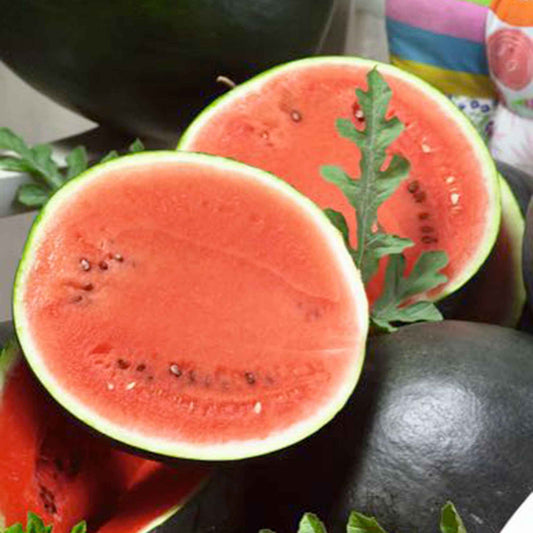 Watermeloen 'Sugar Baby' - Bakker