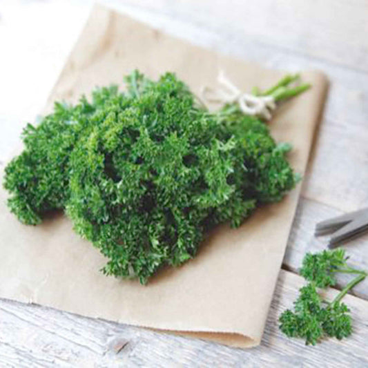 Gewone Peterselie Commun 2 - Bakker