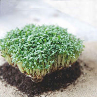 Grootbladige tuinkers - Lepidium sativum - Kiemgroente