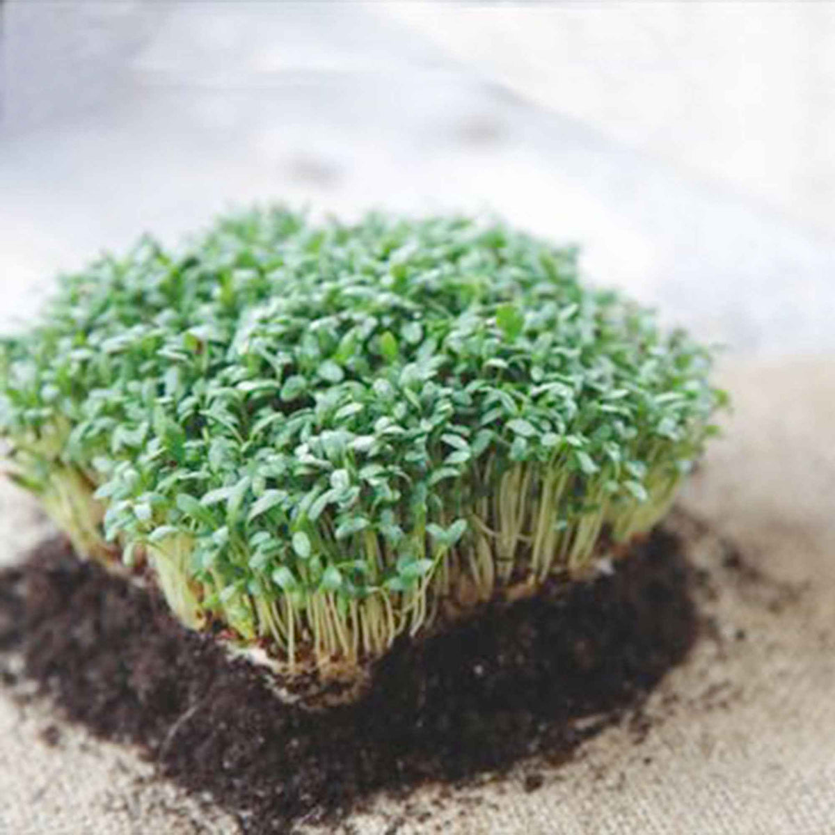 Grootbladige tuinkers - Lepidium sativum - Bakker