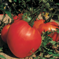 Vleestomaat 'Coeur de Boeuf' - Solanum lycopersicum coeur de boeuf - Zaden
