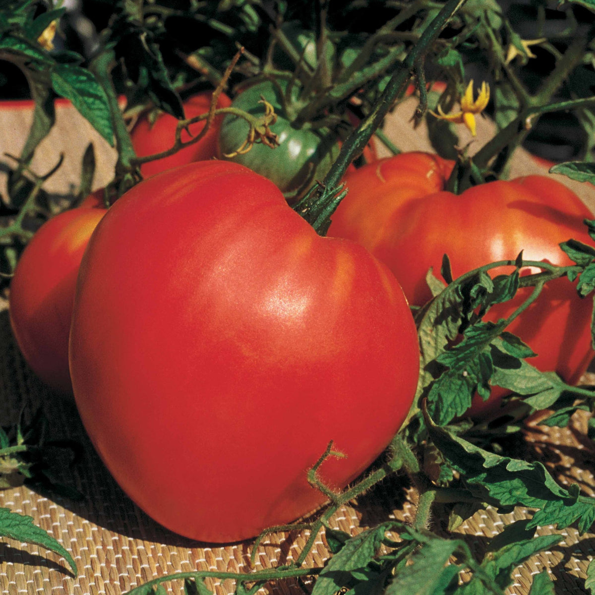 Vleestomaat 'Coeur de Boeuf' - Solanum lycopersicum coeur de boeuf - Bakker