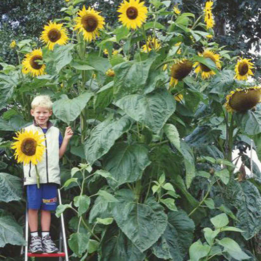 Zonnebloem 'King Kong' - Helianthus annuus kong f1 - Moestuin