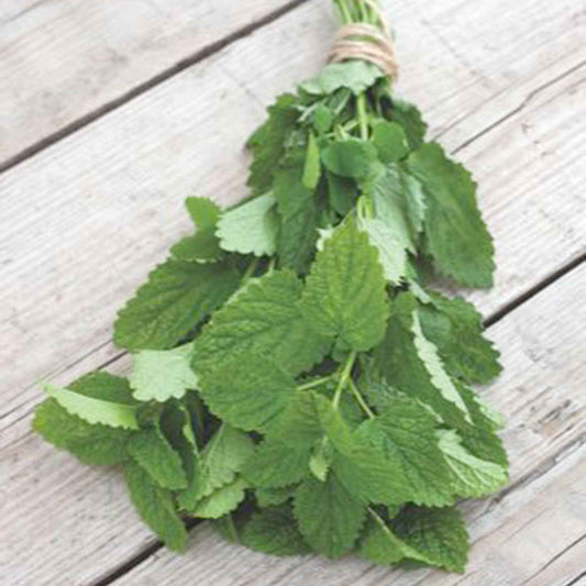 Citroenmelisse - Bakker