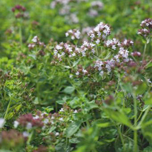 Marjolein - Origanum vulgaris - Moestuin