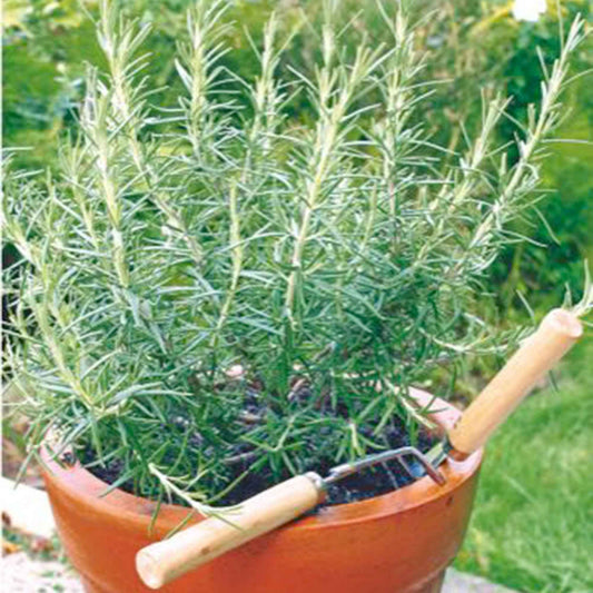 Rozemarijn zakje zaden 0,1 gram - Bakker