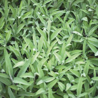 Salie - Salvia officinalis fanni - Moestuin