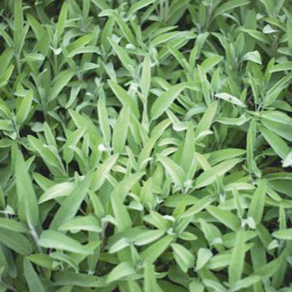 Salvia officinalis Fanni - Salie - Salie