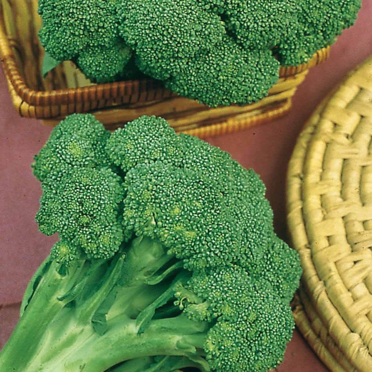 Broccoli 'Calabrese Natalino' - Brassica oleracea calabrese natalino - Groentezaden