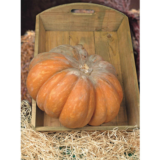 Pompoen 'Musquée de Provence' - Bio - Bakker