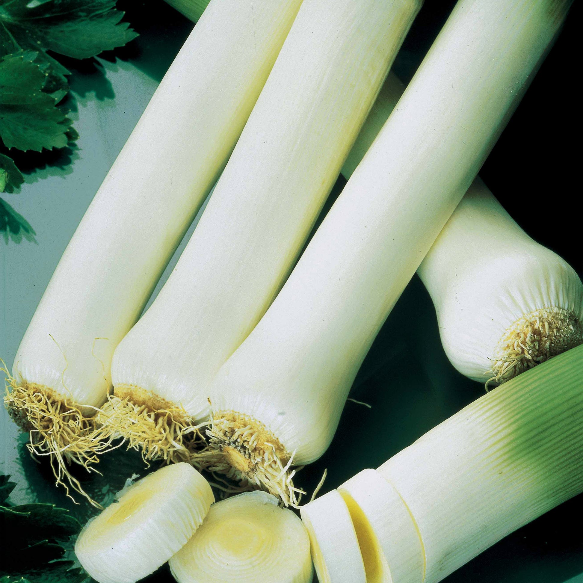 Fruit- en groentezaden - Prei 'Carentan 2' - Allium porrum monstrueux de carentan 2 (30 g)