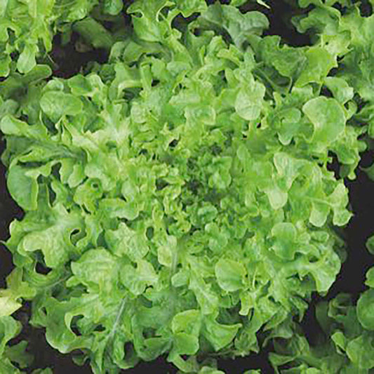 Pluksla 'Salad bowl' - Bakker
