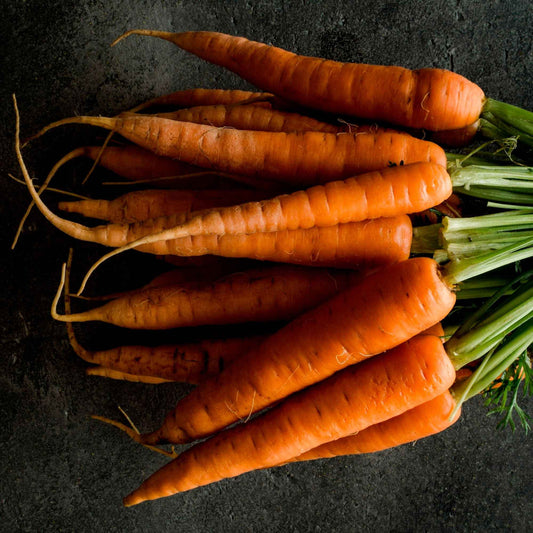 Zomerwortel 'Nantes 2' - Daucus carota nantaise améliorée 2 race forto - Moestuin