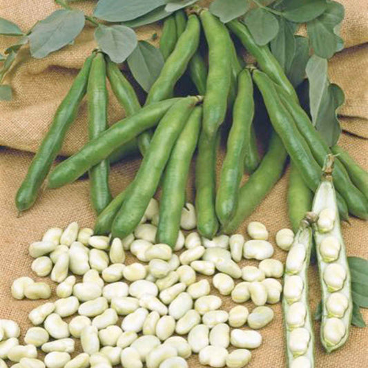 Tuinbonen Vicia 'Witkiem' - Bakker