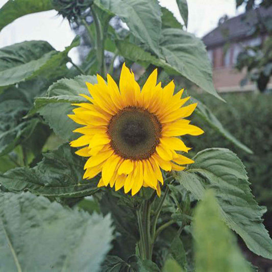 Zonnebloem 'Unifloris Giganteus' - Bakker