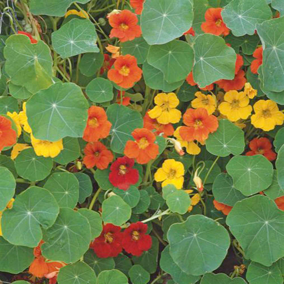 Oostindische kers - Tropaeolum majus - Bakker