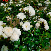 Roos 'Crystal Fairy' - Rosa crystal fairy ® - Tuinplanten
