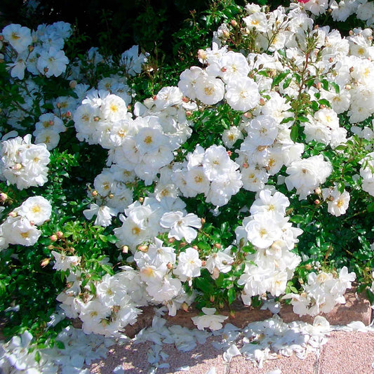 Bodembedekkende roos 'Diamant' - Rosa Diamant ® - Tuinplanten