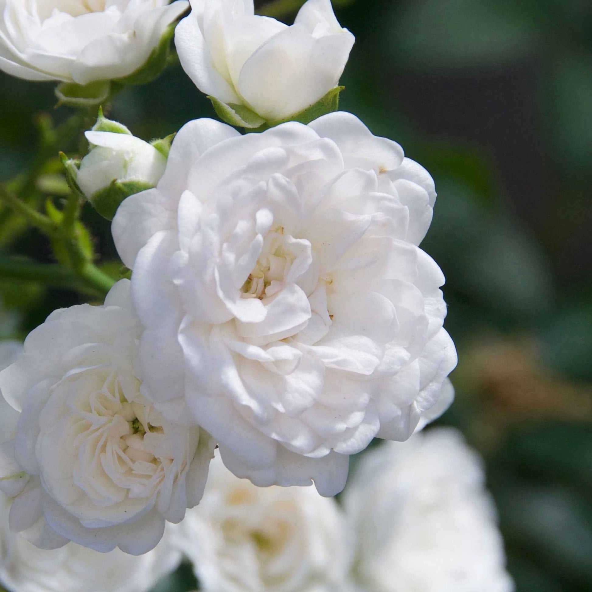 Bodembedekkende roos 'Diamant' - Rosa Diamant ® - Plantsoort