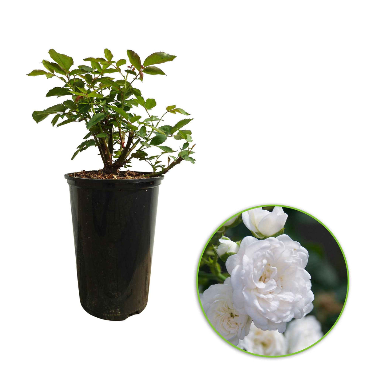 Rosa Diamant ® - Bodembedekkende roos 'Diamant' - Bodembedekkende rozen