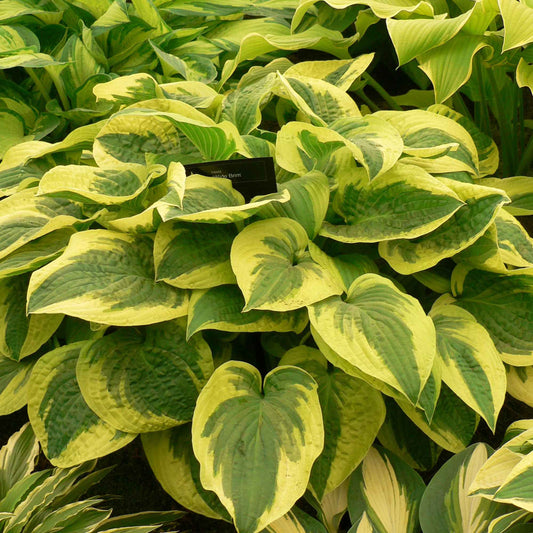 Hartlelie 'Wilde Brim' - Hosta hybride wide brim - Tuinplanten