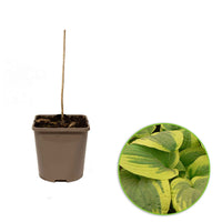 Hartlelie 'Wilde Brim' - Hosta hybride wide brim - Vaste planten