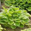 Hartlelie 'Patriot' - Hosta hybride patriot - Tuinplanten