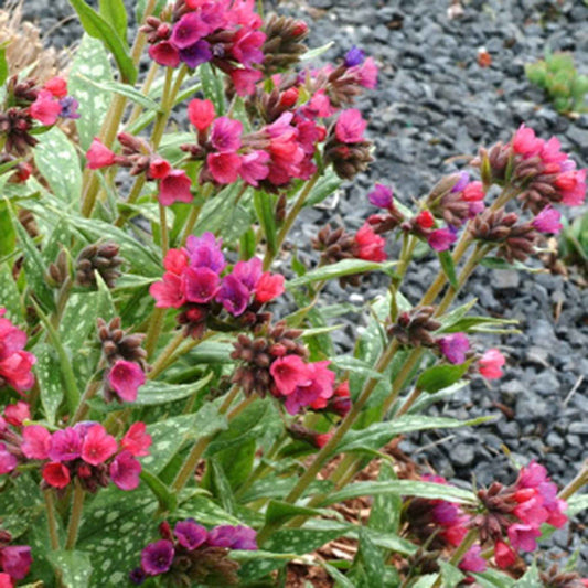 Longkruid 'Raspberry Splash' - Pulmonaria raspberry splash - Tuinplanten