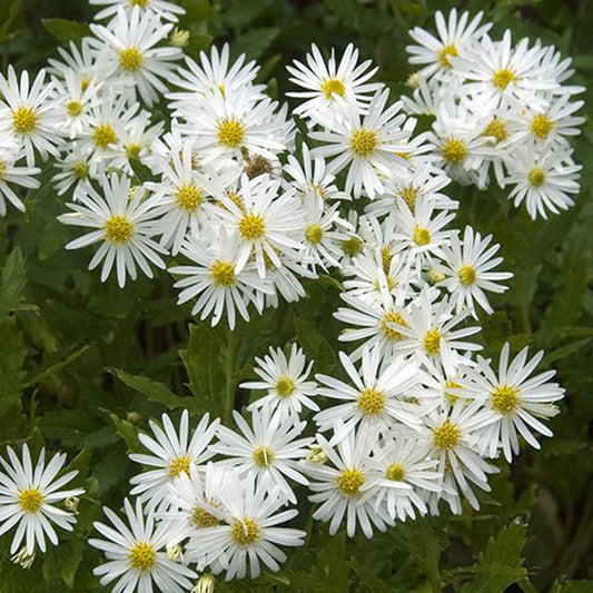 Herfstaster 'Ashvi' (x3) - Aster ageratoides ashvi - Tuinplanten