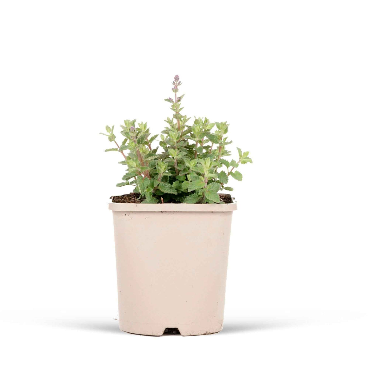Nepeta faassenii Cat's Pajamas - Kattenkruid 'Cat's Pyjamas' - Nepeta