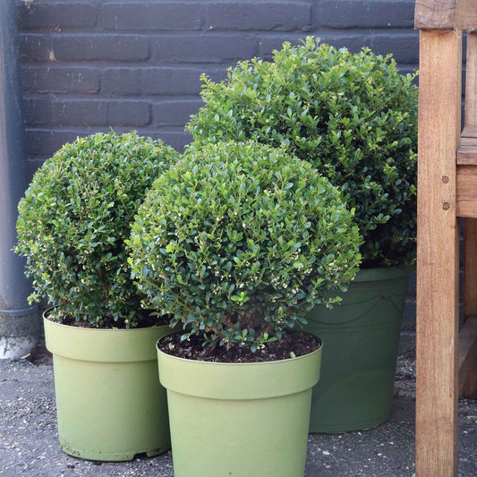 Japanse hulst - Ilex crenata dark green - Tuinplanten