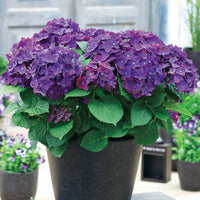 Boerenhortensia 'Deep Purple Dance' - Hydrangea macrophylla deep purple dance - Tuinplanten