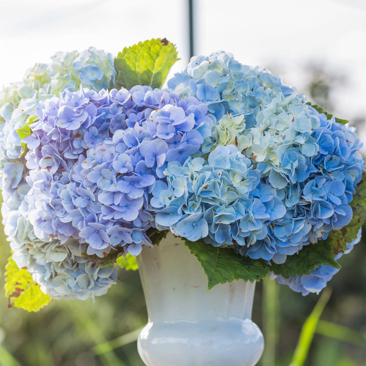 Hortensia macrophylla - Blauwe Boerenhortensia - Hydrangea macrophylla