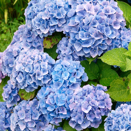 Blauwe Boerenhortensia - Hydrangea macrophylla - Bakker