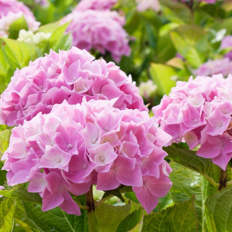 Boerenhortensia roze - Hydrangea macrophylla - Hortensia