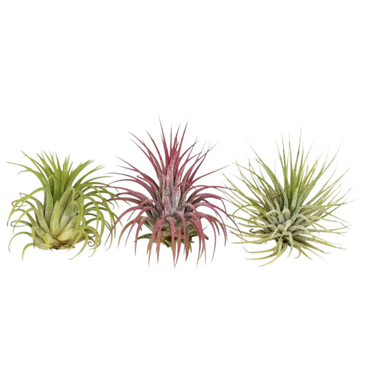 Tillandsia Mix (x3) - Tillandsia - Kamerplanten