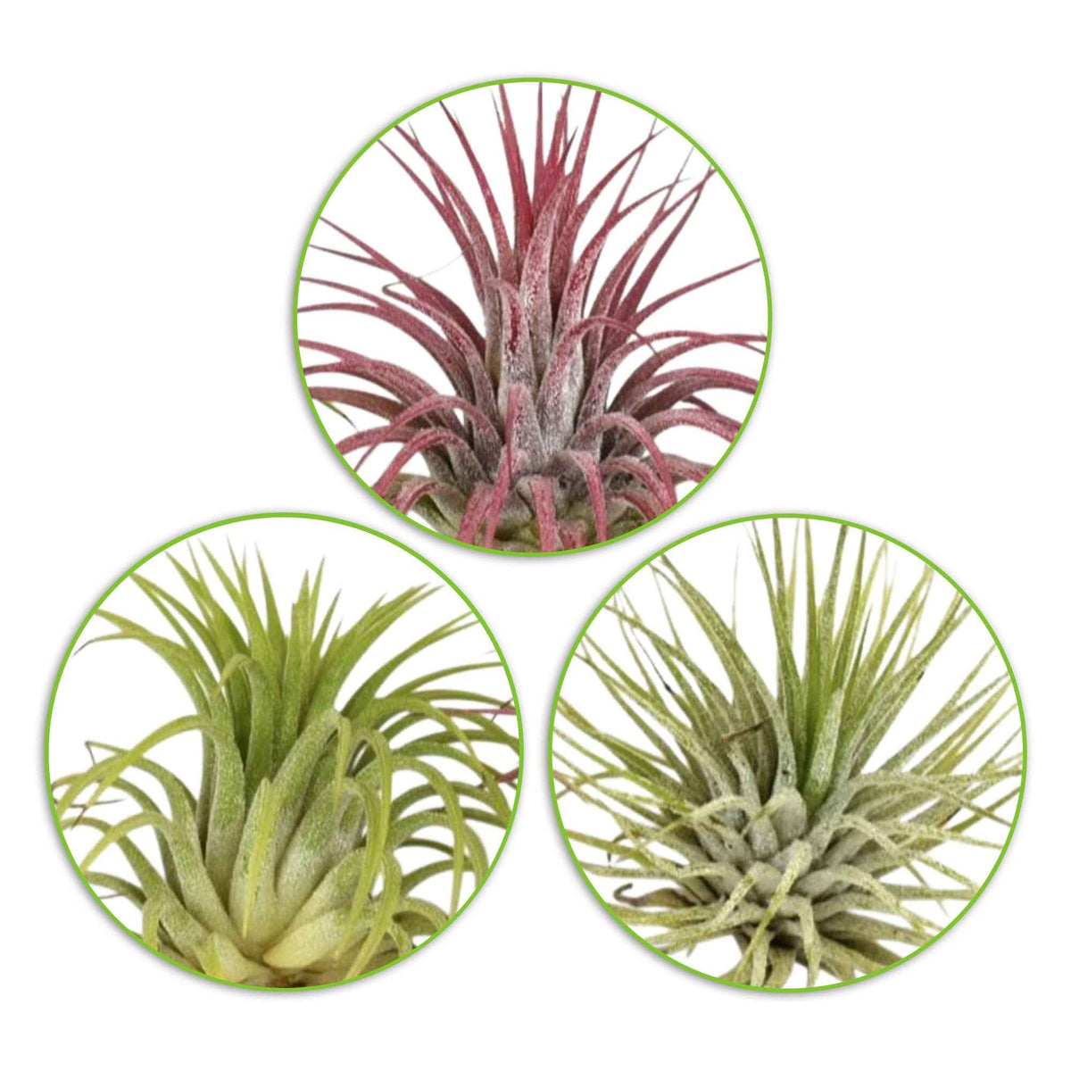 Tillandsia Mix (x3) - Tillandsia - Bakker