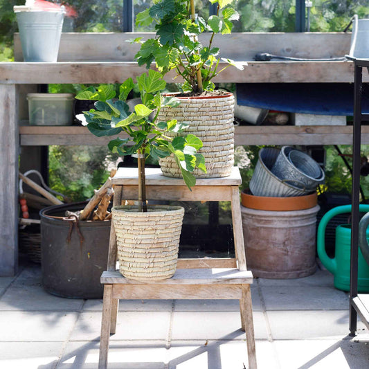 Vijgenboom 'Brown Turkey' - Bakker