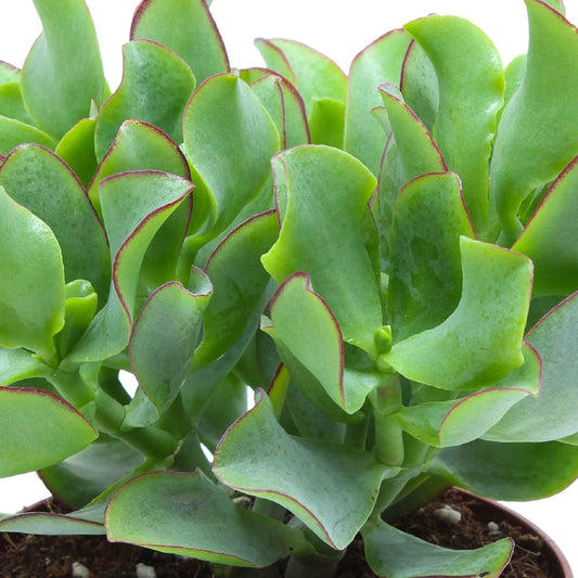 Jadeplant - Crassula Arb. Curly Green - Kamerplanten