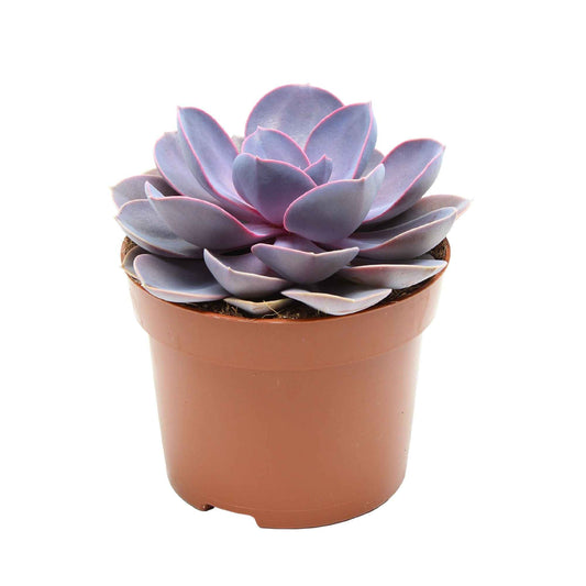 Succulent Echeveria 'Purple Pearl' - Bakker
