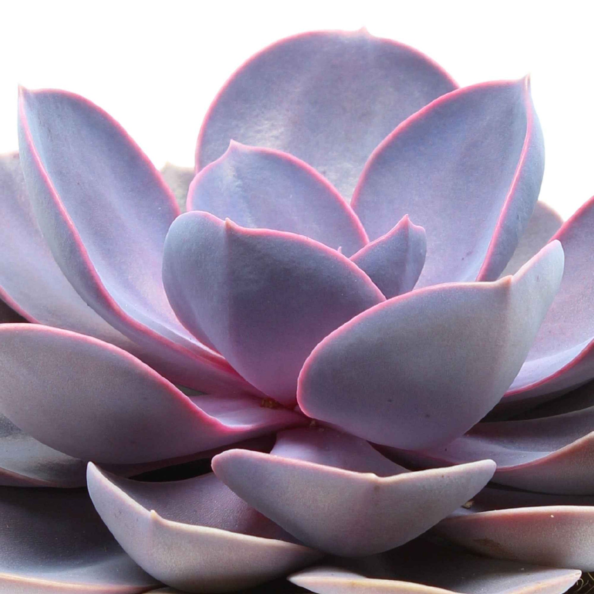 Succulent Echeveria 'Purple Pearl' - Echeveria gibbi.'purple pearl' - Type kamerplant