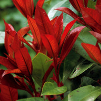 Glansmispel 'Red Robin' - Photinia fraseri red robin - Heesters en vaste planten